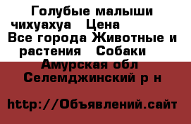 Голубые малыши чихуахуа › Цена ­ 25 000 - Все города Животные и растения » Собаки   . Амурская обл.,Селемджинский р-н